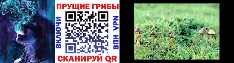 Галлюциногенные грибы прущие грибы  Сухой Лог 
